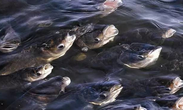 1VN5GVLM}(O8~8@OFLIB4AI.png 1VN5GVLM}(O8~8@OFLIB4AI.png